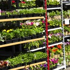 Flowers for sale