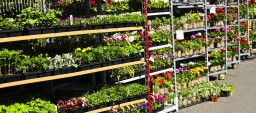 Flowers for sale