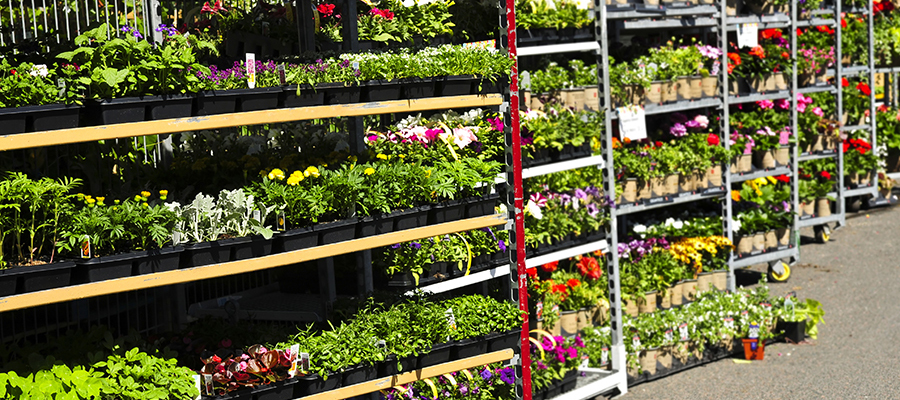 Choosing Annuals