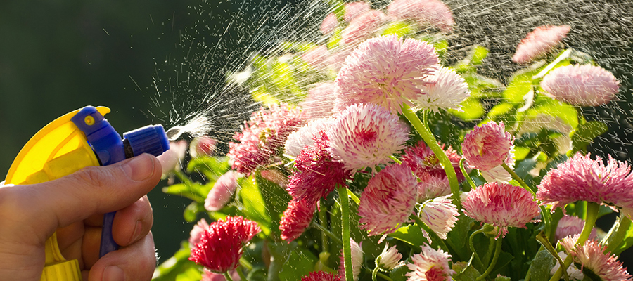 Fertilizing Flowers