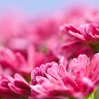 Pink mums