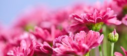 Pink mums