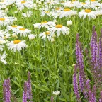 Daisy Garden