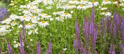 Daisy Garden