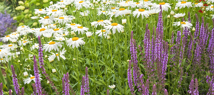 Choosing Perennials