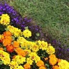 flowerbed