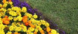 flowerbed