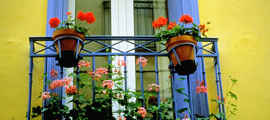 Potted Flower Arrangements