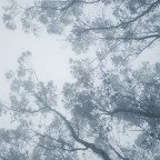 Tips of Eucalyptus tree branches in fog