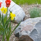 Red and Yellow Tulips in a Rock Garden