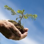 tree in hands