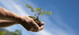 tree in hands