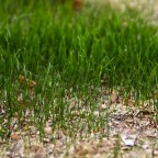 New Grass