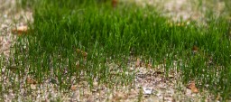 New Grass