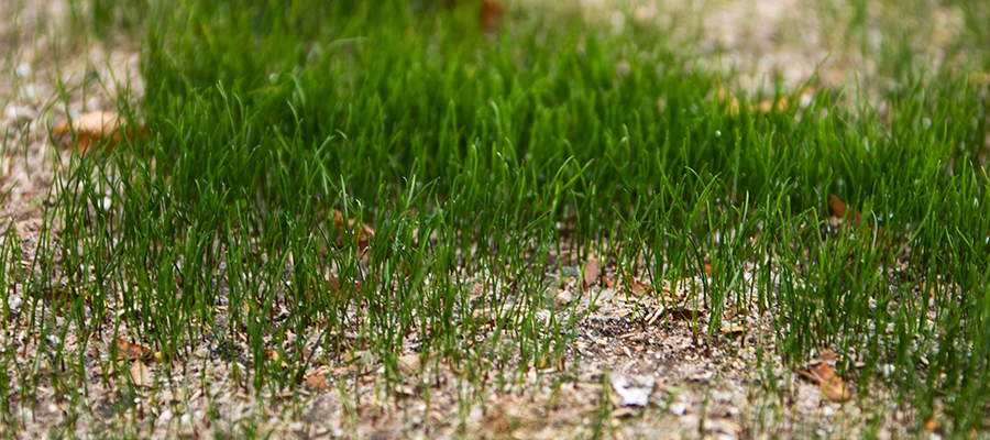 Lawn Seeding