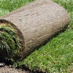 Roll of sod