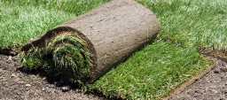 Roll of sod