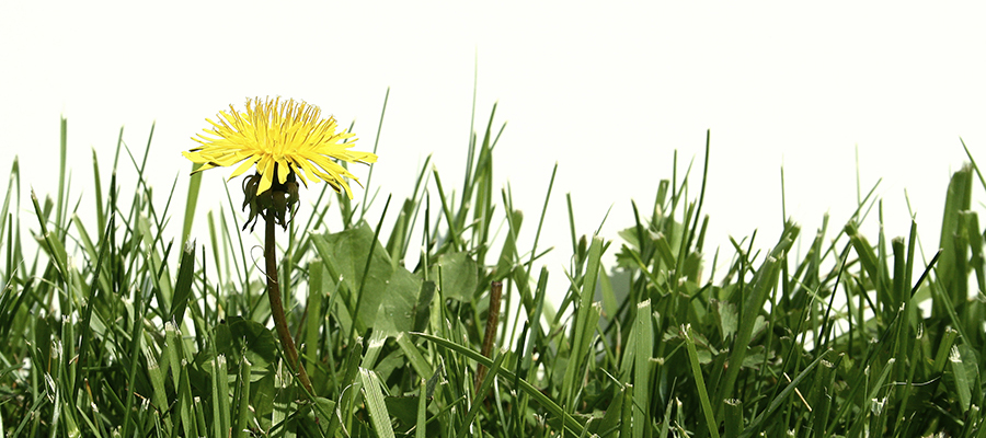 Weeding Your Lawn
