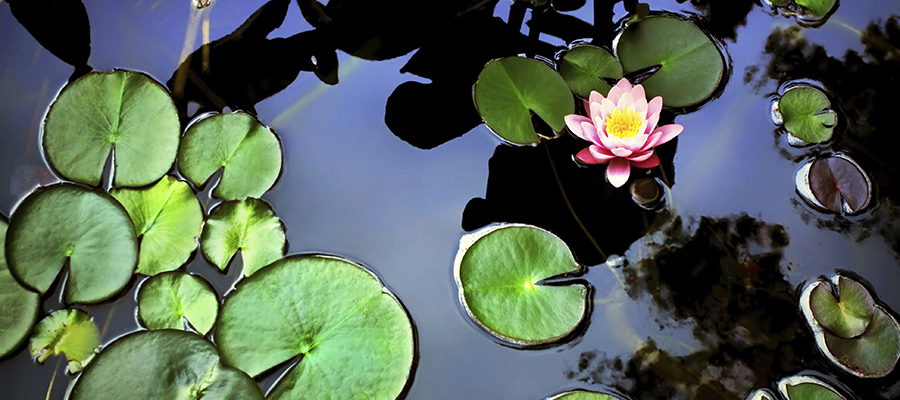 Ponds