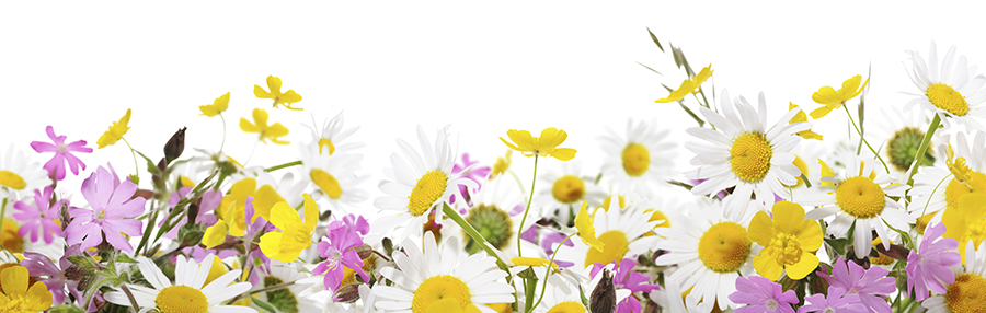 a photo of pink, yellow and white flowers